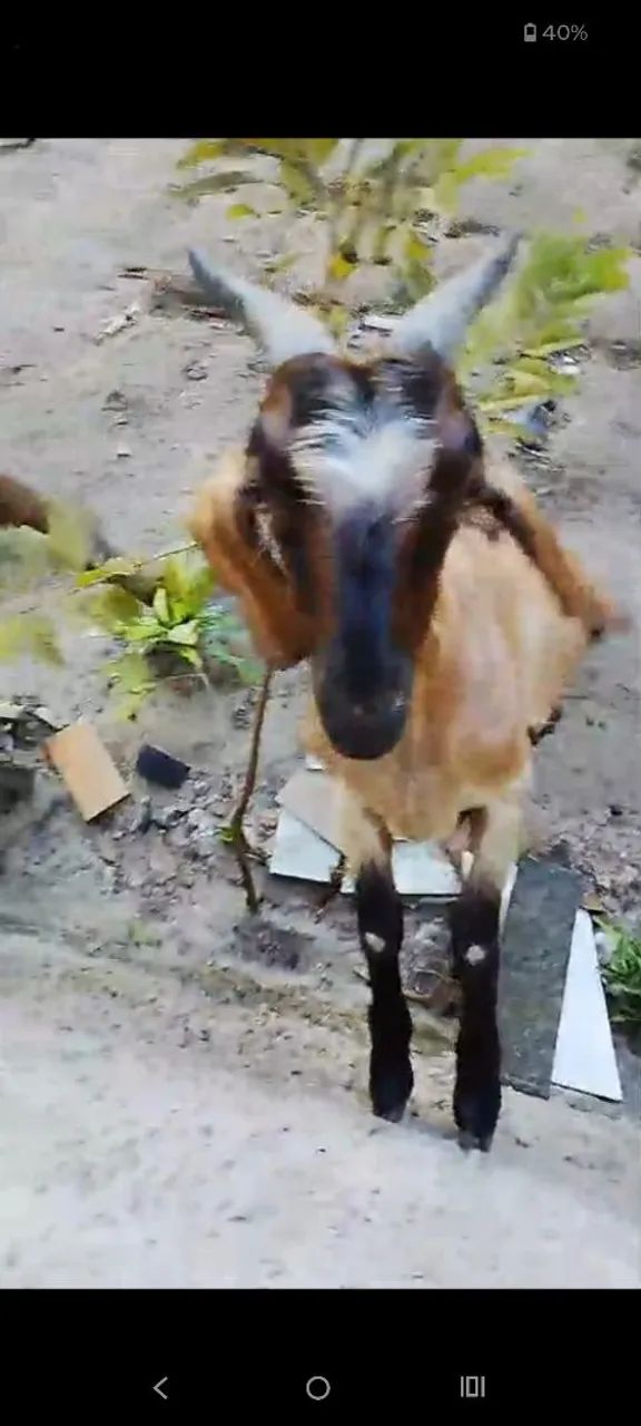 Animal 