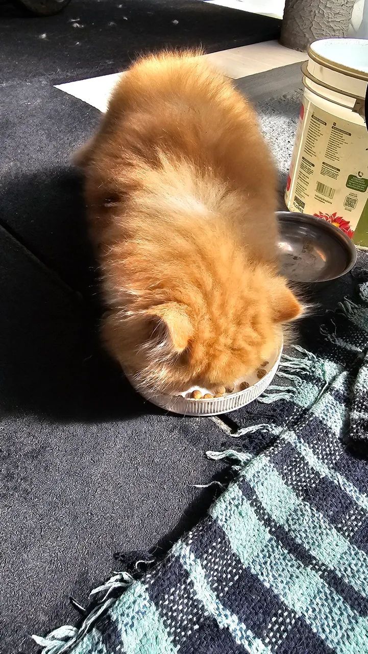 Gato Persa ( macho) - Foto 3