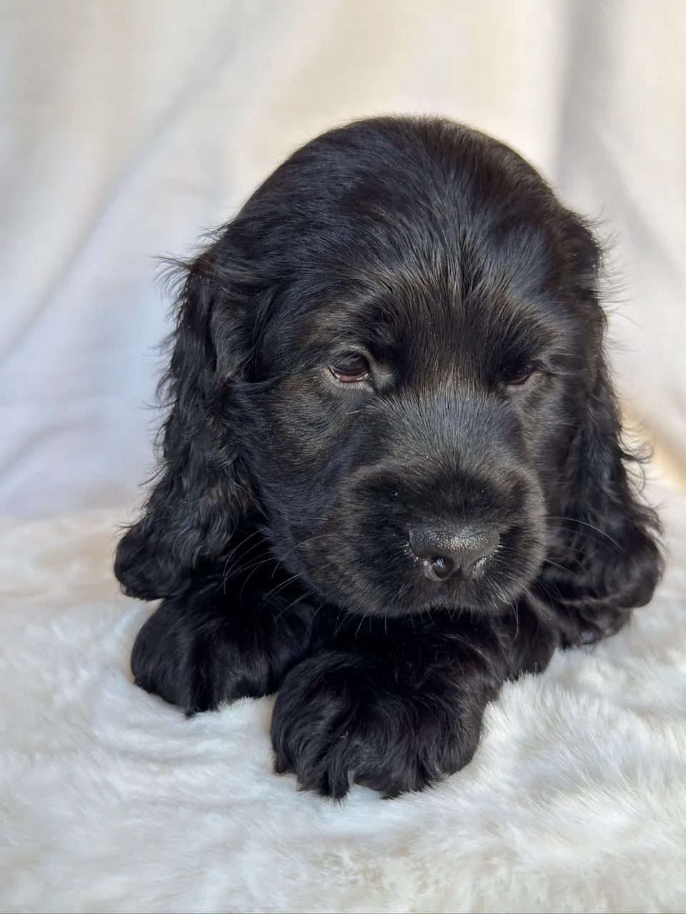 Cocker Spaniel Inglês  - Foto 5