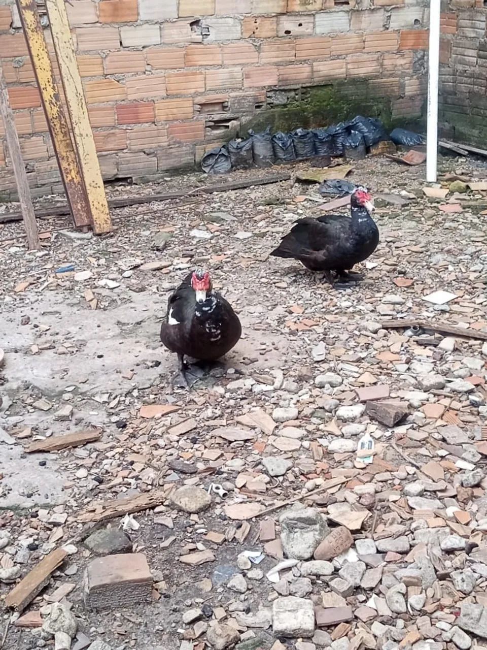 Pato  - Foto 2