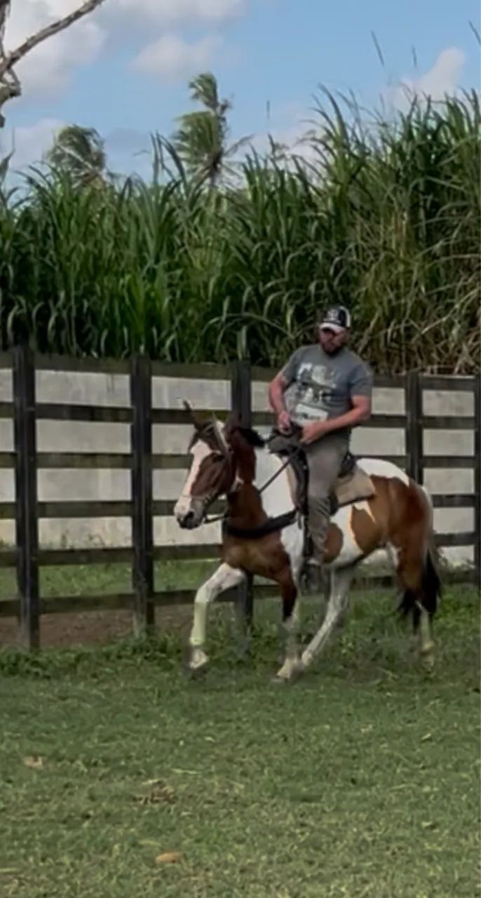 Cavalo Campolina PO Pampa de Castanho  - Foto 2