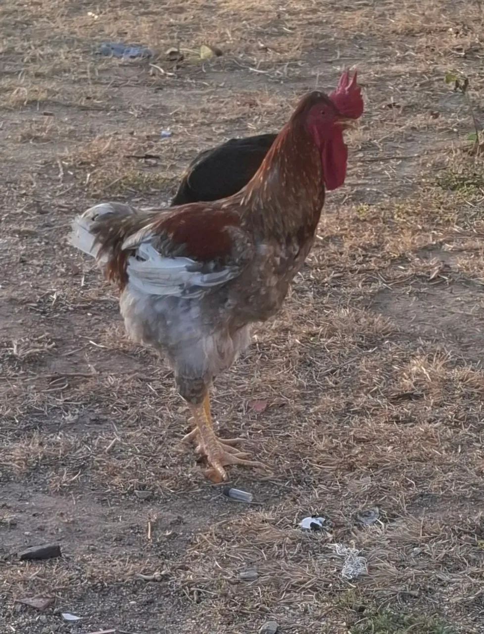 Galo GSB com 8/9 mês.