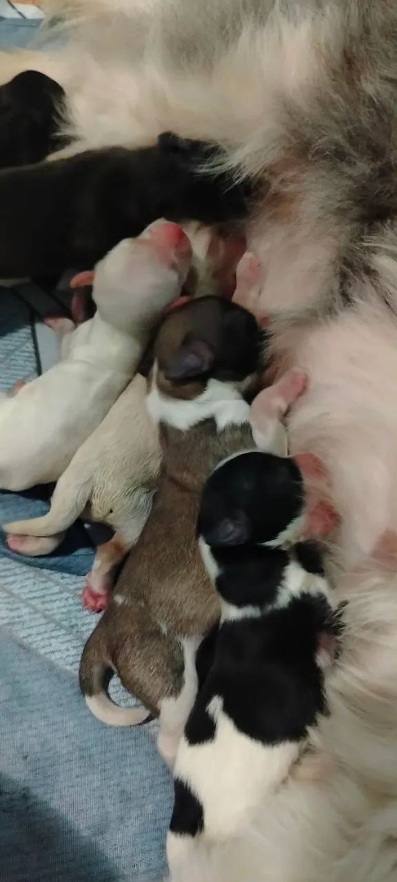 cachorro filhotes  - Foto 4