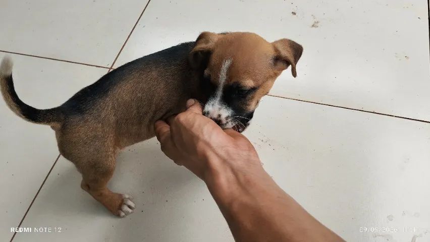 Cachorro 