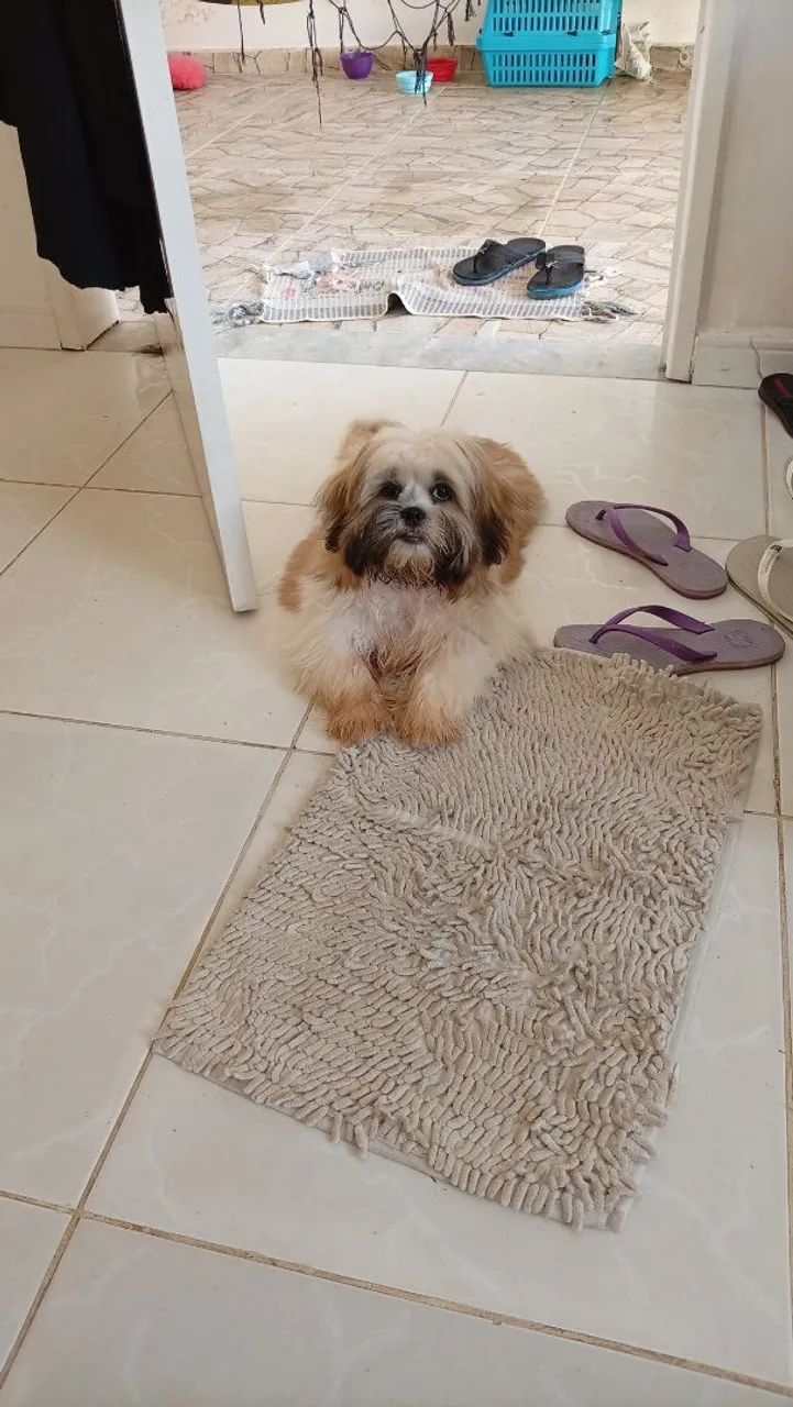 Cachorro 