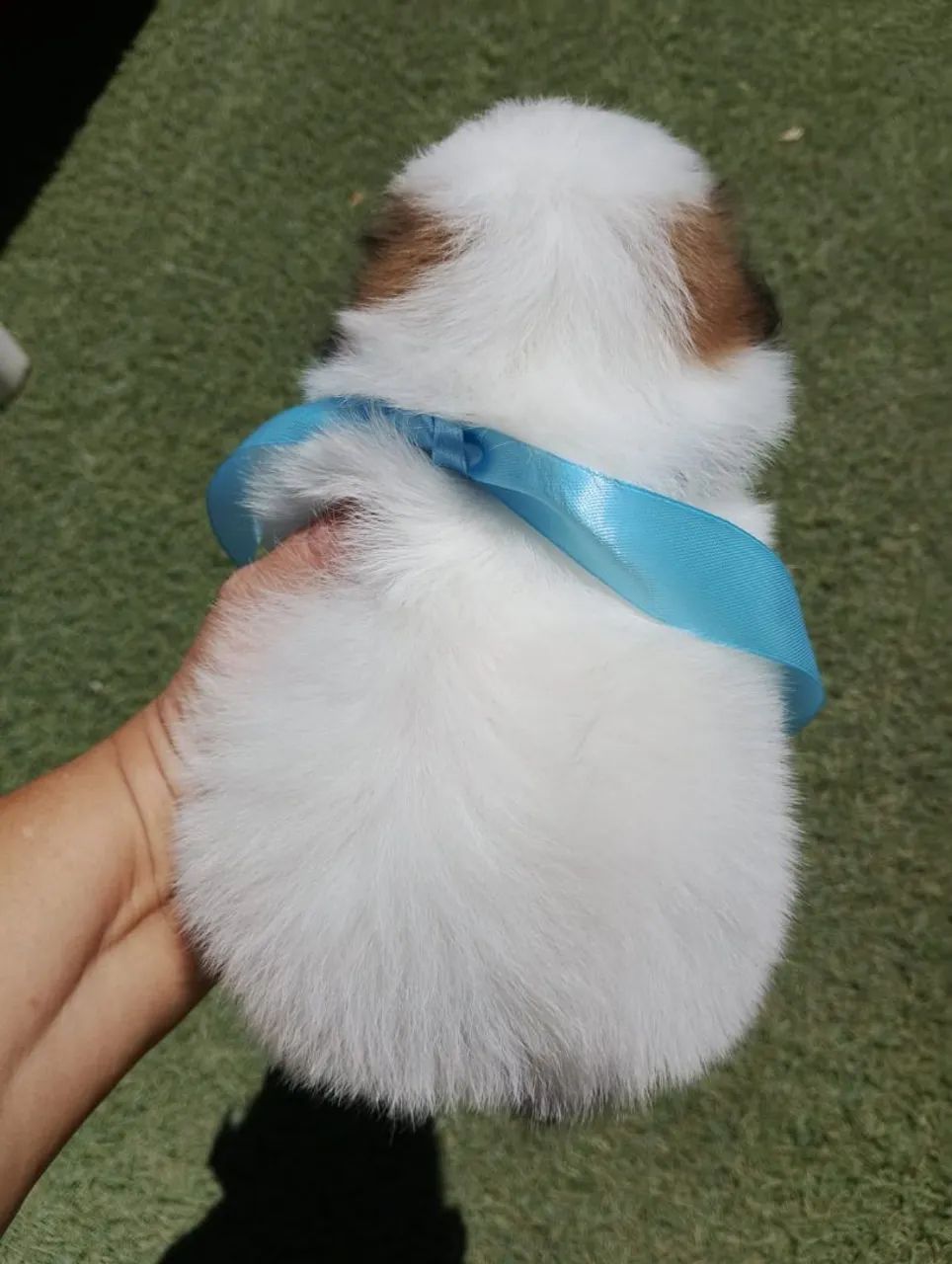 Shih Tzu macho 