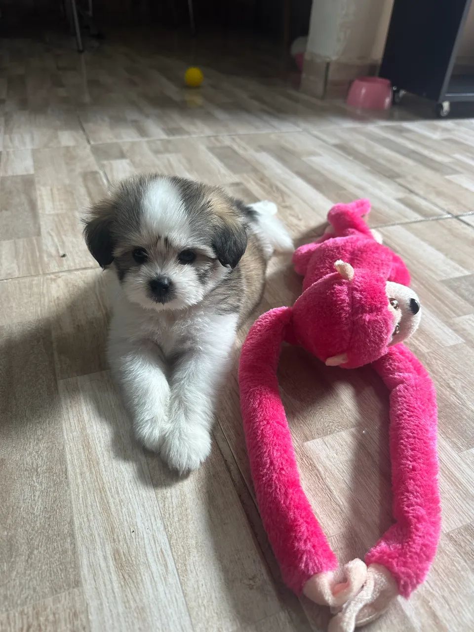 Pet - Foto 4