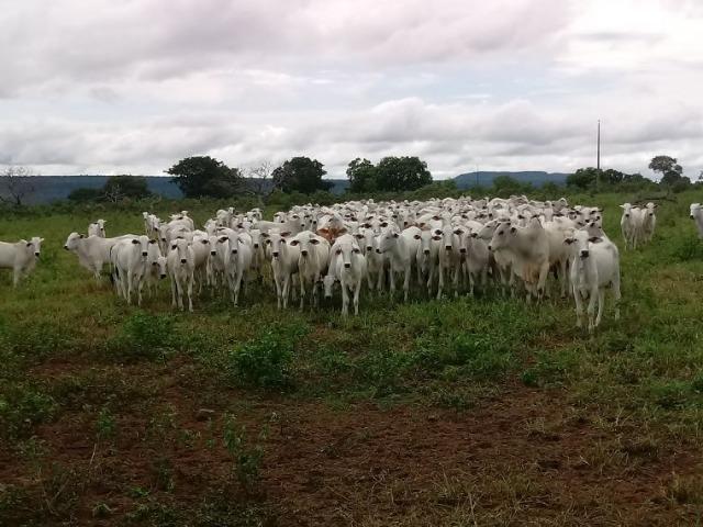 Fazenda de 1940 hectares, ha 60 km de Cuiabá, na região do manso - Foto 3