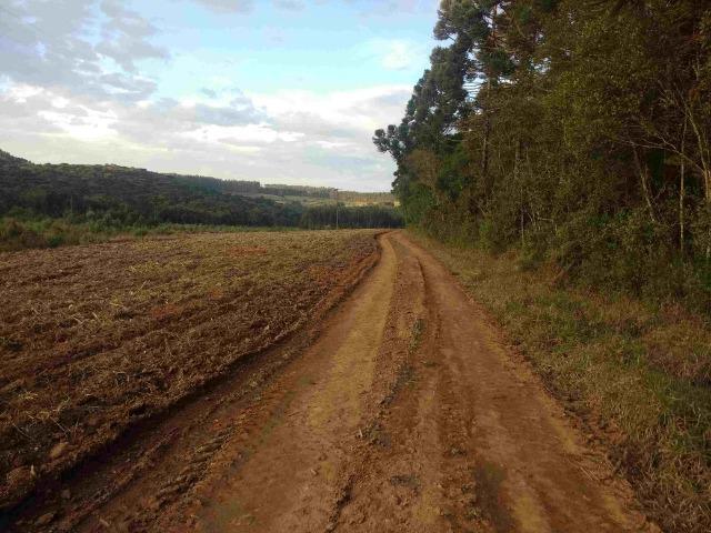 REF. 2162 Fazenda 30 alqs Reflorestamento, 40 alqs Plantio, 30 Alqs pasto, 20 Alqs APP - Foto 5