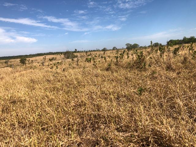 12 anos pagar, 1380 Hectares, 1000 Hectares pastagens, aberta, Limpa, Pecuária Comodoro-MT - Foto 5