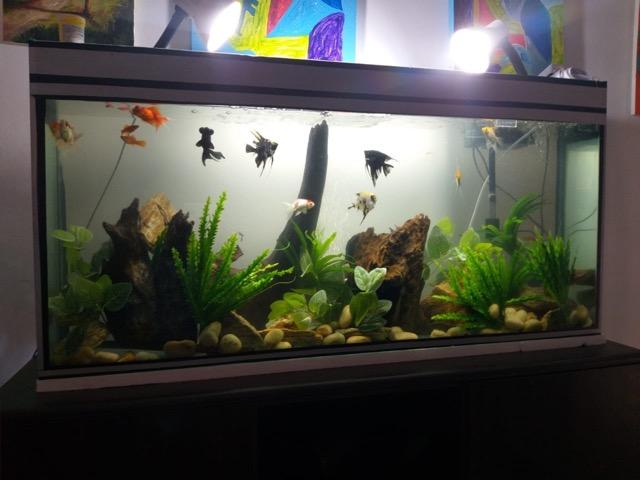 Aquário projetado por um Decorador