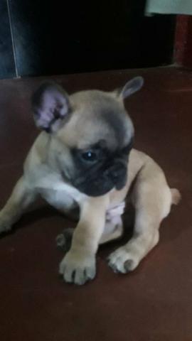 Vendo Bulldog francês com pedigree - Foto 4