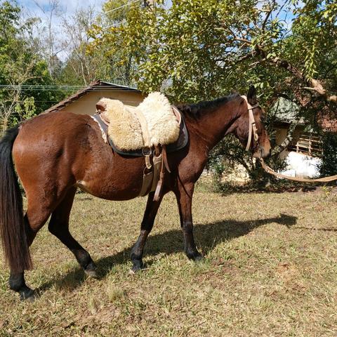 Cavalo