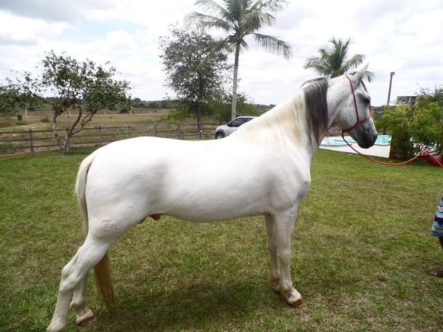 Cavalos MM Com Registro