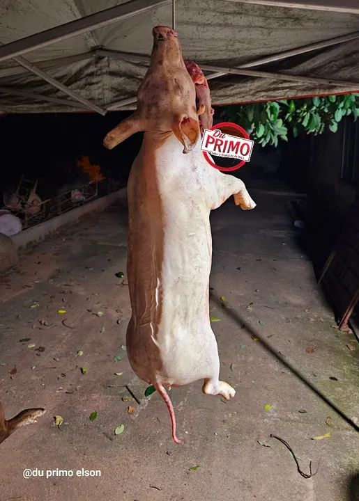 Leitoa caipira  - Foto 3