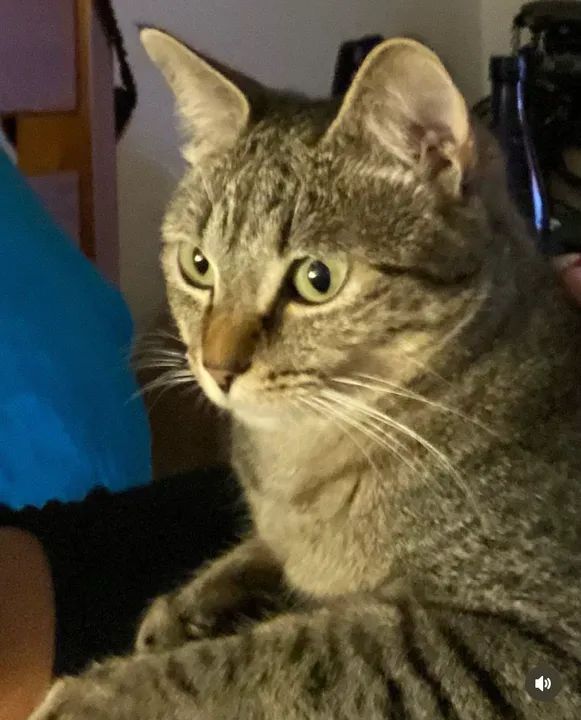 Gata mais carinhosa que você já viu para adoção - Foto 2