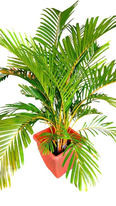 Areca bambu  150 reais  - Foto 2
