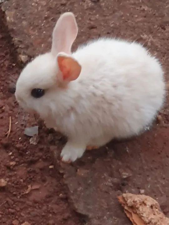 Coelhos - Foto 3