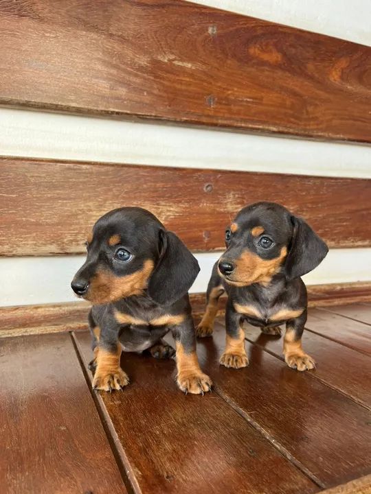 BassetDachshund (Miniatura ) 