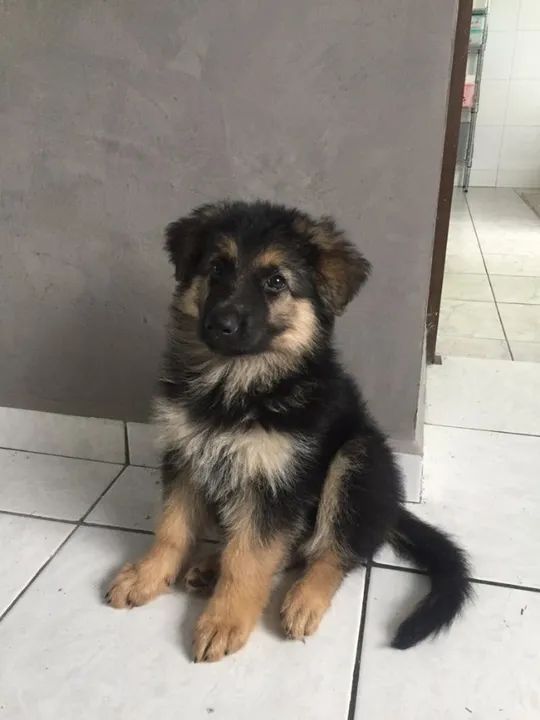 pastor alemao padrao de elite