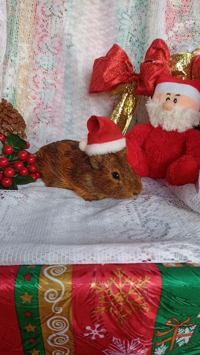 Porquinho da índia macho  - Foto 3