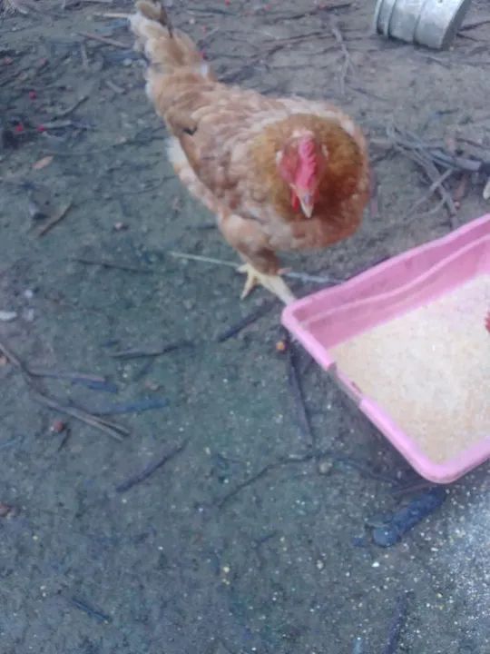 Vendo galinhas - Foto 2