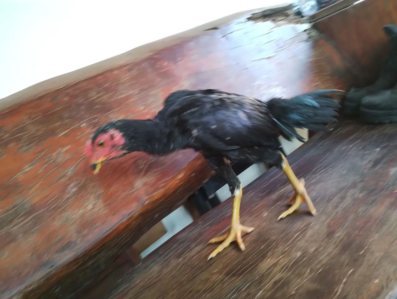 Frango  indio preto - Foto 3