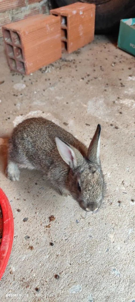 Coelhos Filhotes  - Foto 3