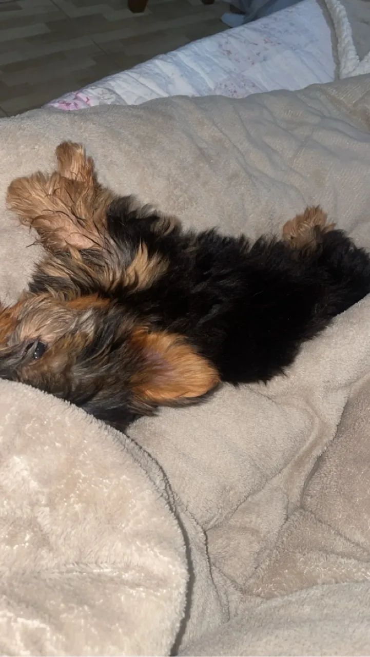 Filhote Yorkshire Terrier - Encantador e Carinhoso! - Foto 2