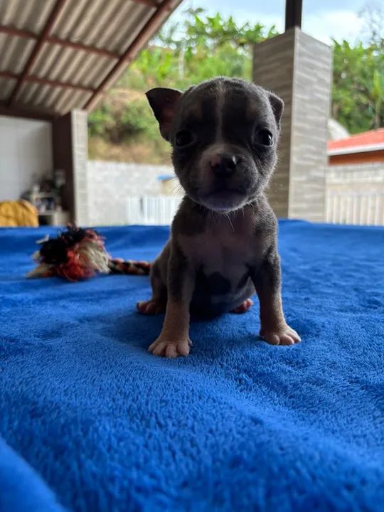 Filhote de American Bully Pocket - Foto 5