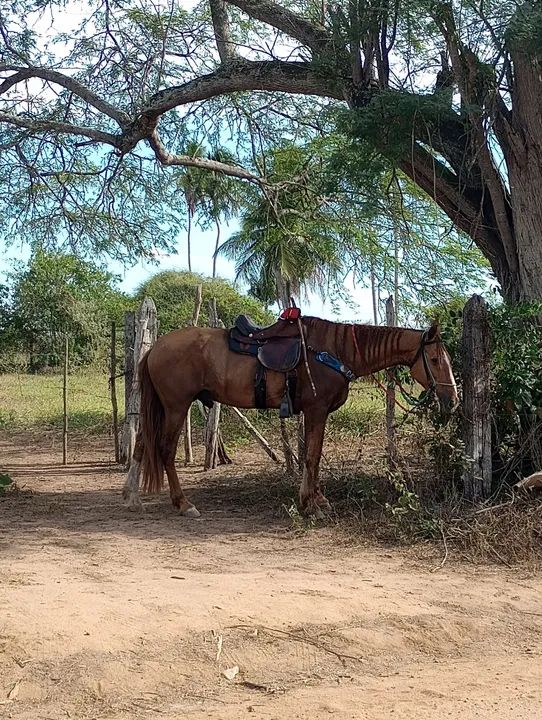 Cavalo mangolino - Foto 3