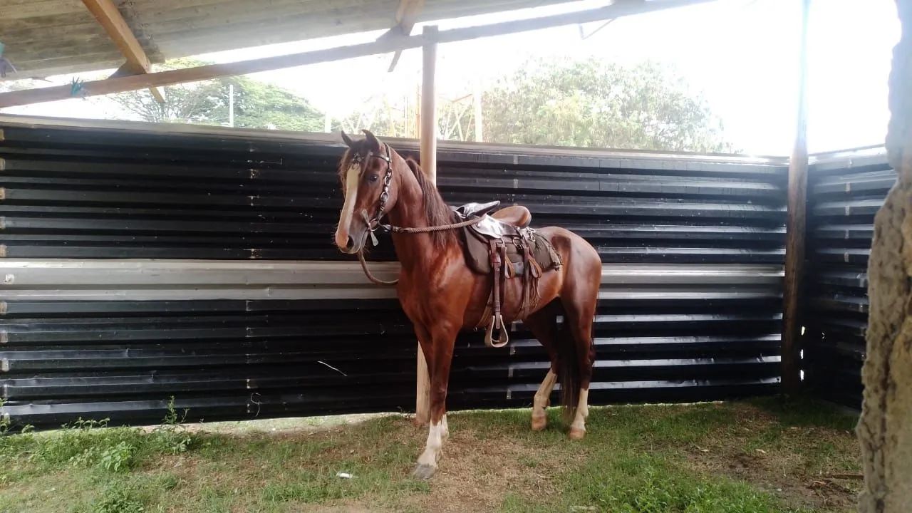 Vendo ou troco cavalo de quatro a cinco anos domado manço  - Foto 6