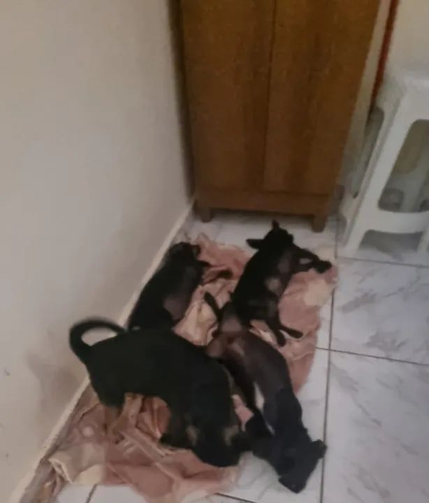 PINSCHER MACHO Nº 1 FILHOTE - Foto 6