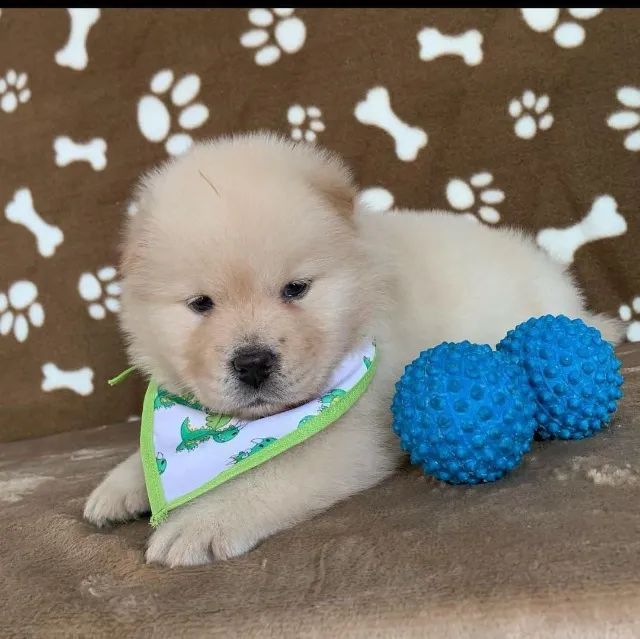 Filhotes Chow Chow 