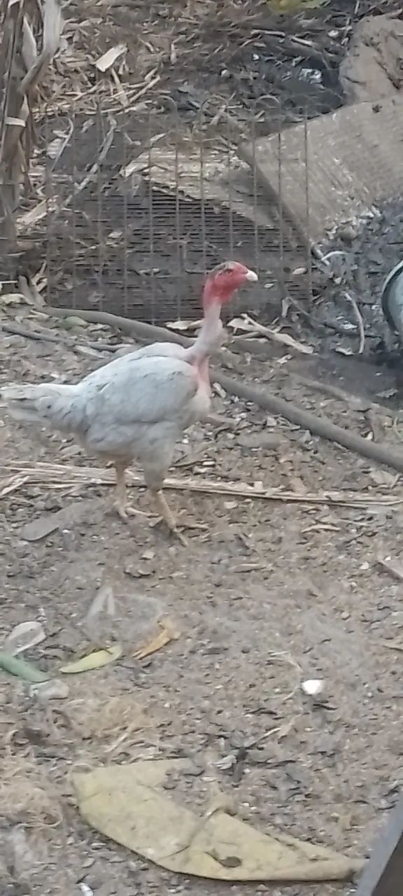 Casal de Galinha índio gigante  - Foto 2