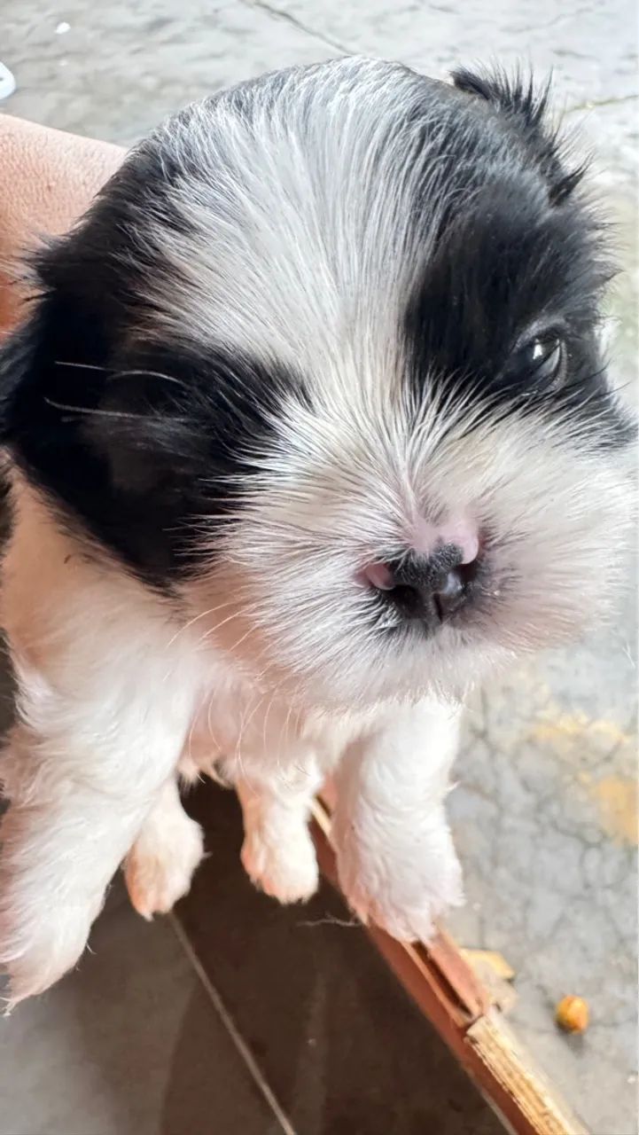 Shih Tzu filhote lindo