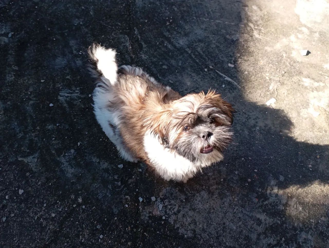 Shih Tzu Filhote de 3 meses macho - Foto 2