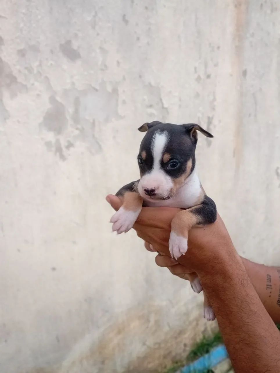 Filhote de Pitbull (amstaff) - Foto 4