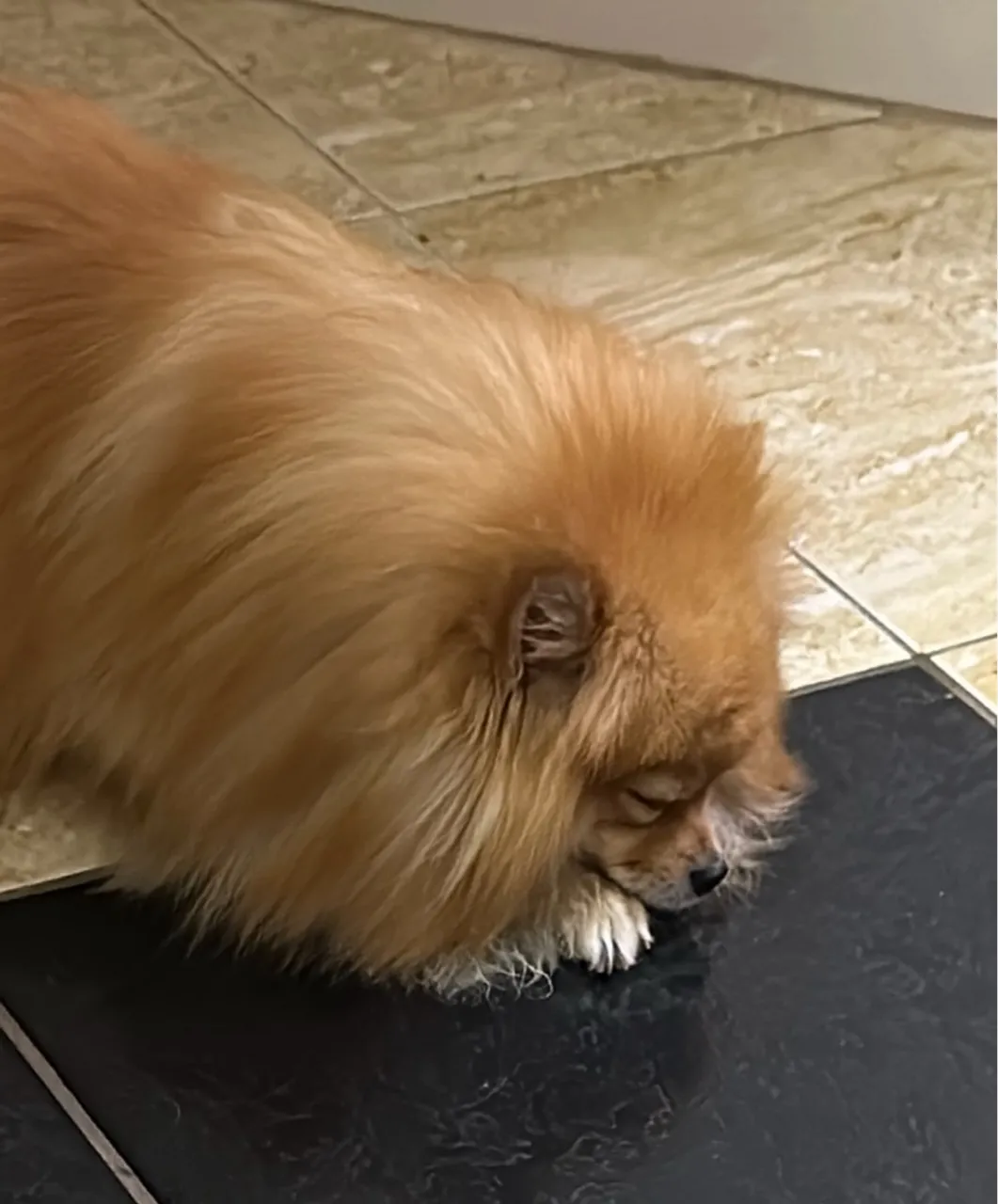 LULU POMERANIA