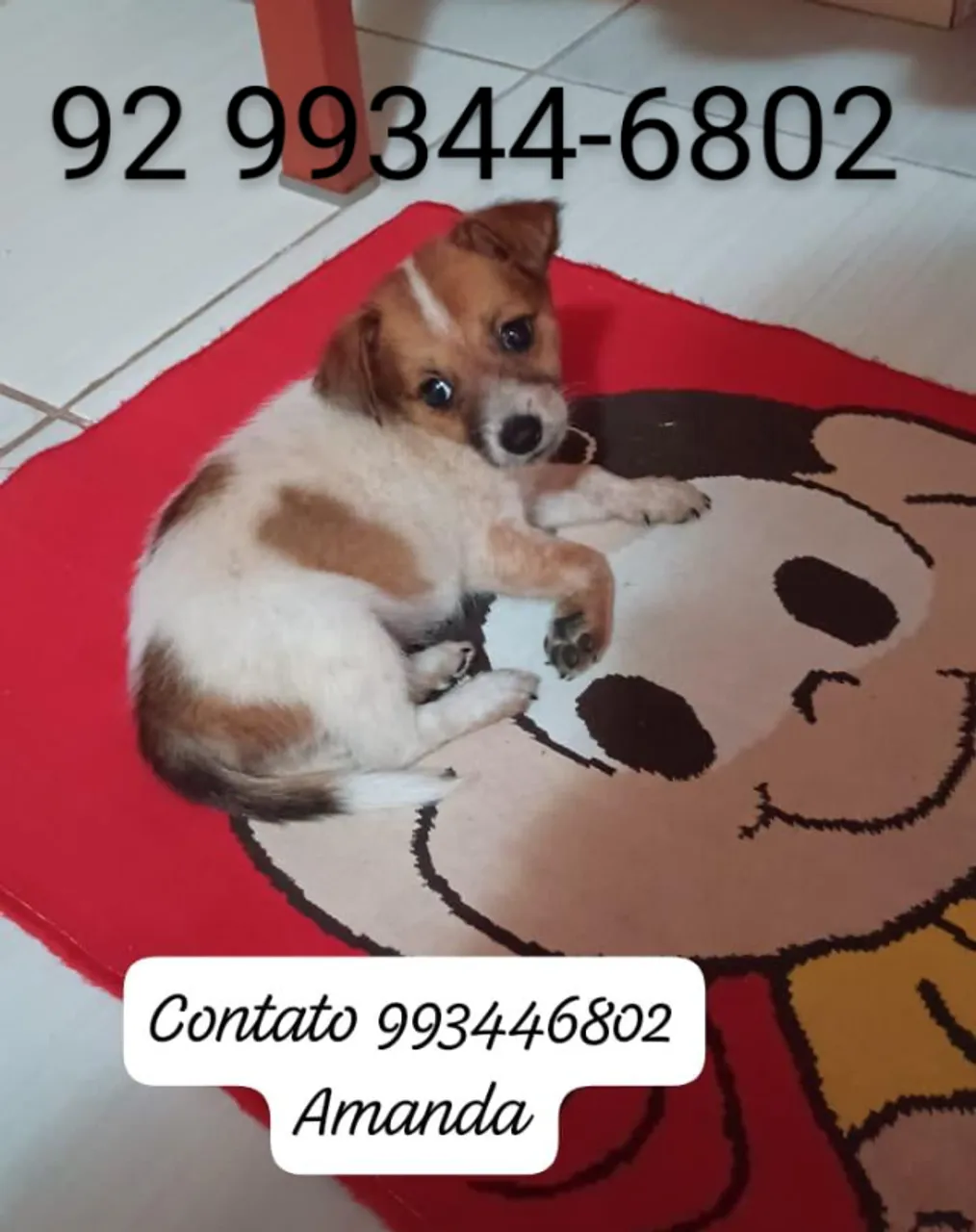 Doação responsável - cães e gatos