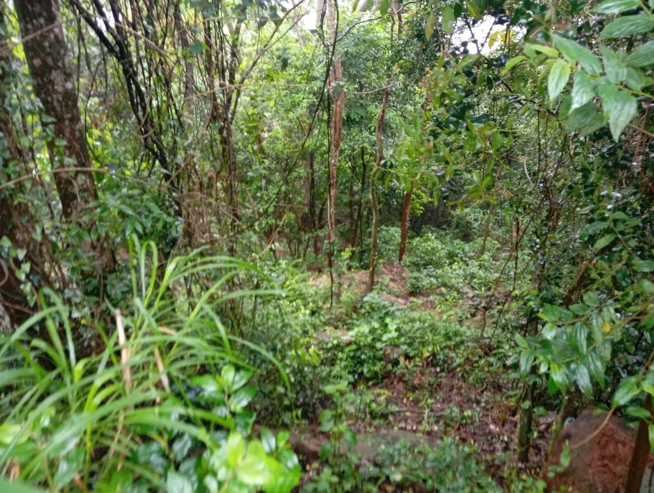Lindo terreno em Garopaba com vista com escritura  - Foto 4