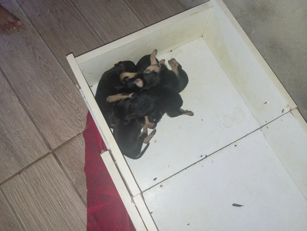 Filhotes de Pinscher