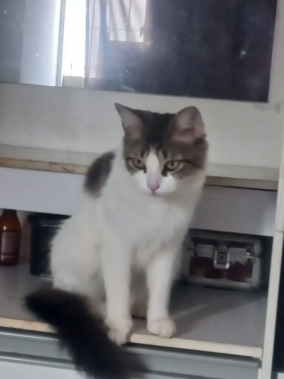 Gata fêmea doação