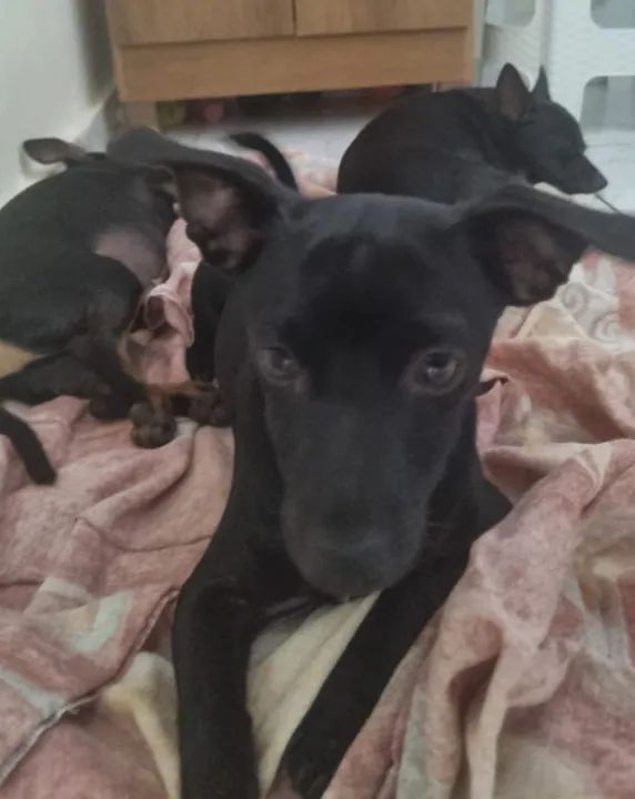 PINSCHER MACHO Nº 1 FILHOTE - Foto 5