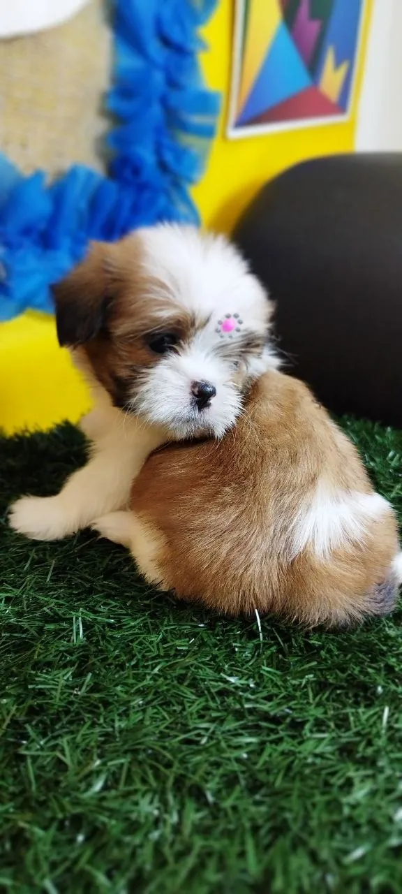 Shih Tzu filhotes.