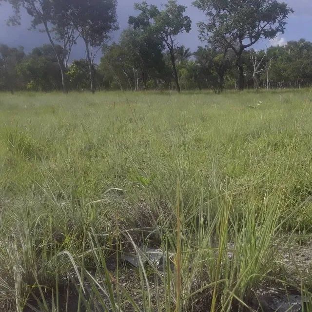Fazenda em Caxias do Maranhão - Foto 2