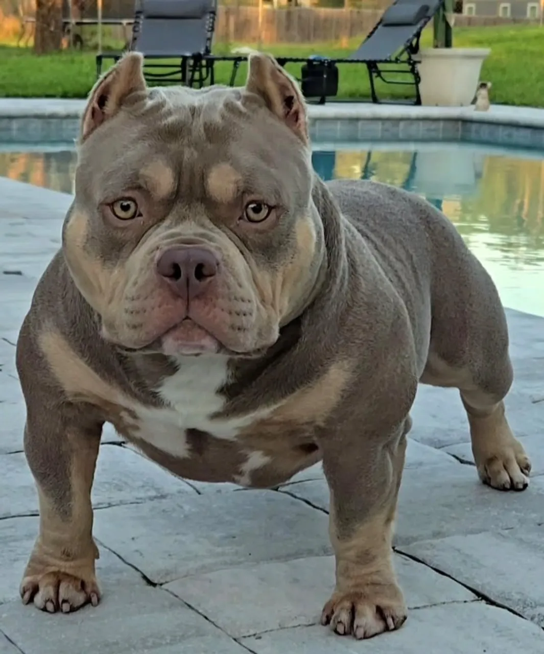 Pitbull American Bully