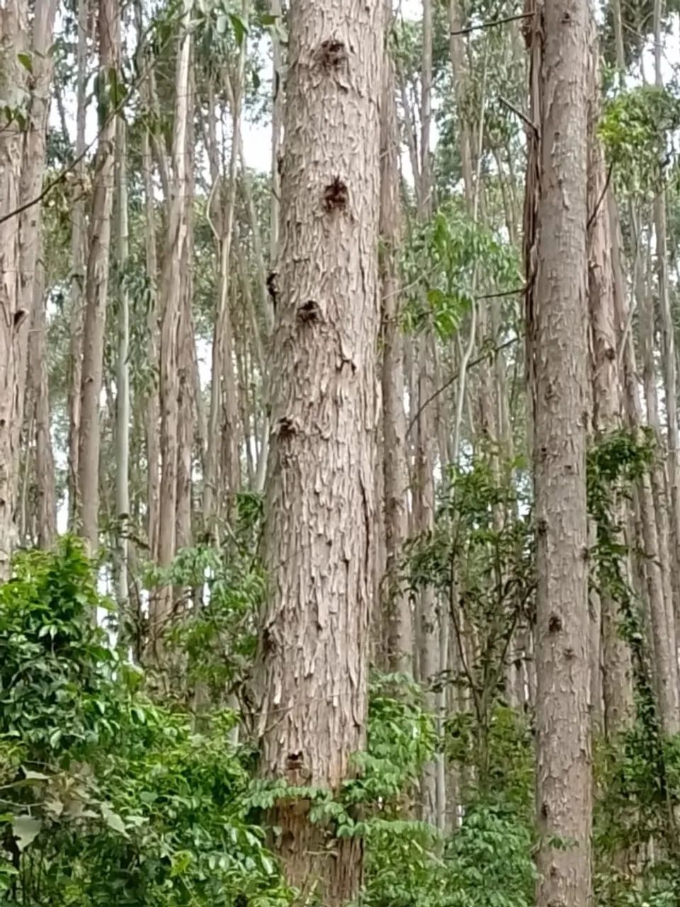 Toras de Eucalipto - primeiro corte - Foto 2