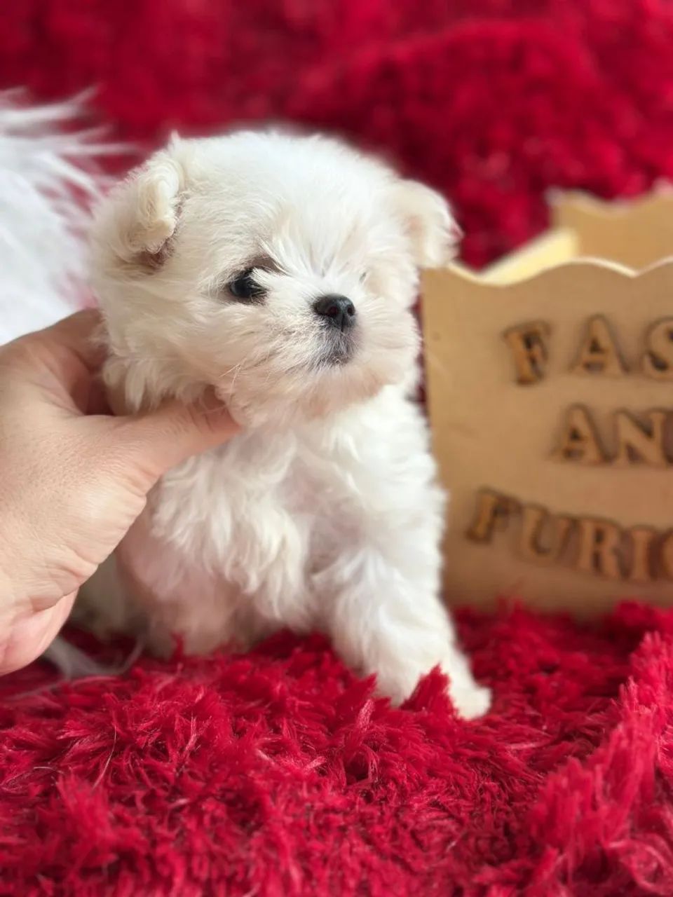 Maltês filhote macho  micro fofo e carinhoso - Lindíssimo! - Foto 4