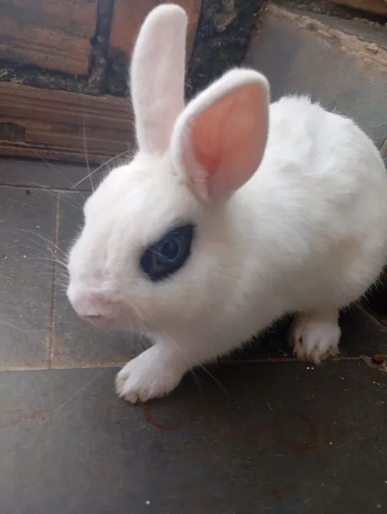 Coelhinho branco fofinho macho adulto mini coelho Nertherland  - Foto 2